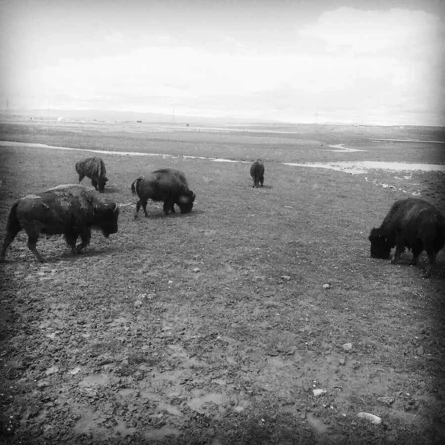 Bailey | Stock | Harmon | Cottam | Lopez LLP — image 2