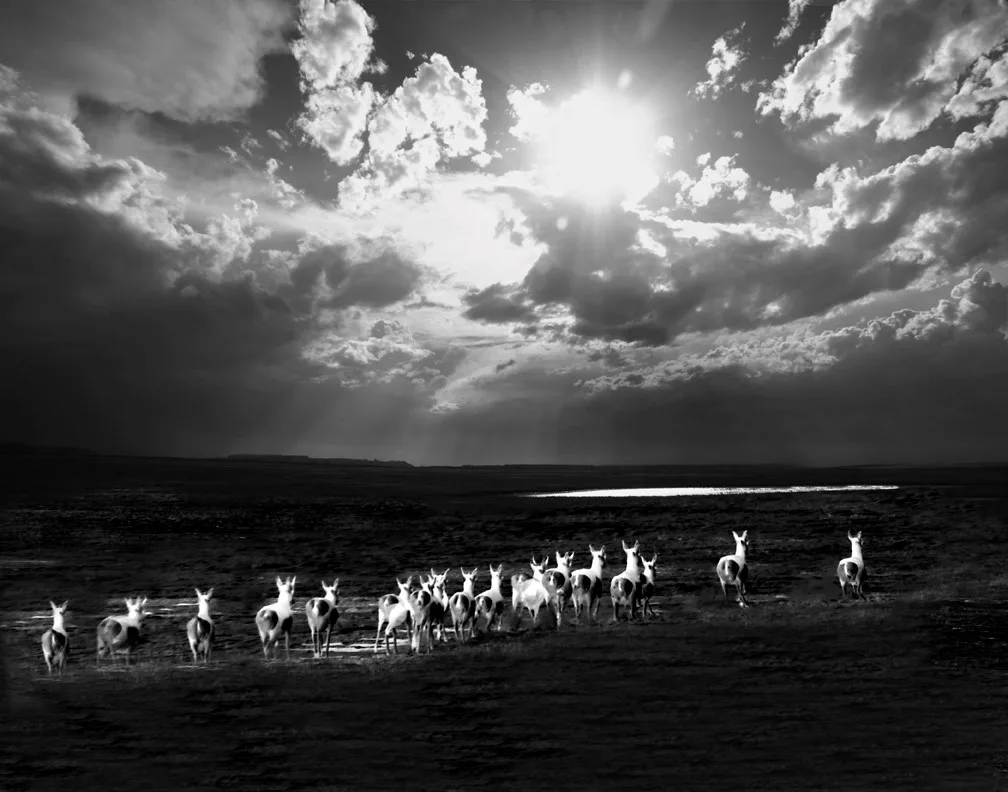 Buchhammer & Ward: Ward, Zenith S. — image 1