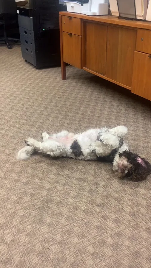 Law Office of Lawrence T. Somma — image 3