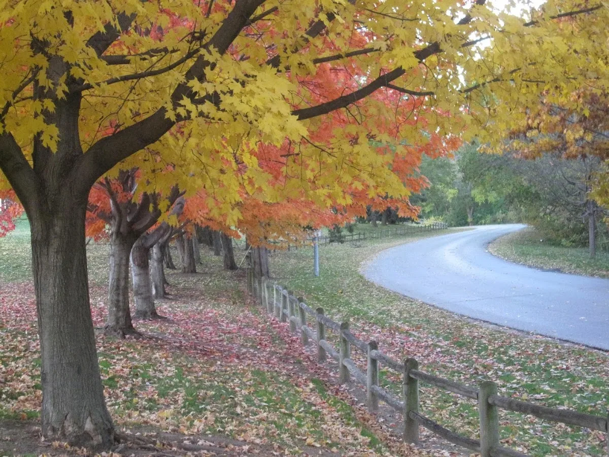 Rensch and Rensch — image 2